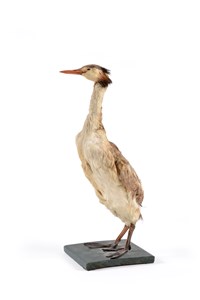 Image description is not available for 2011.2.5